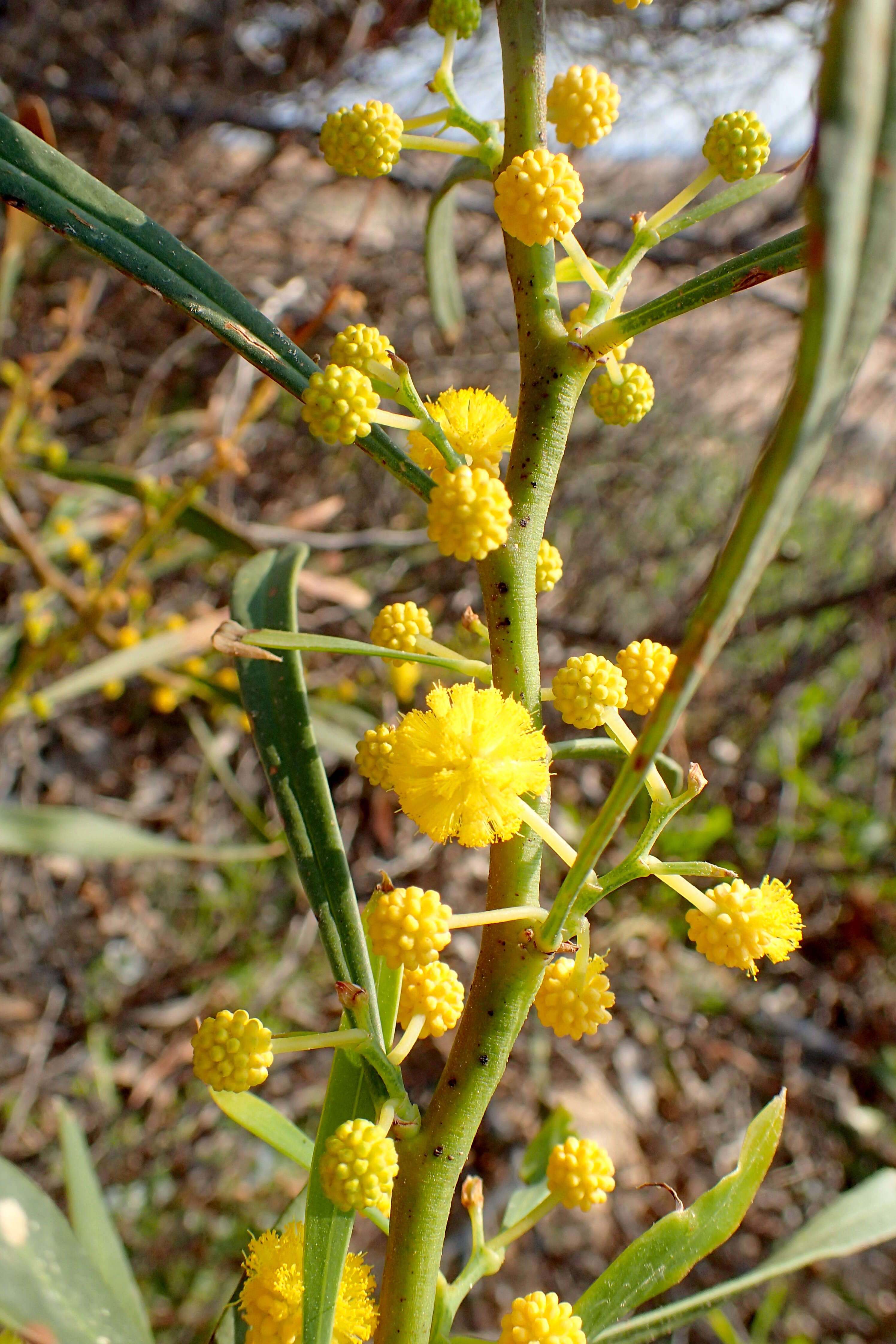 Image of orange wattle