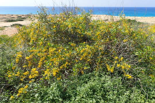 Image of orange wattle