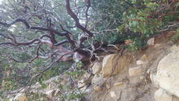 Image of pinkbracted manzanita