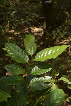 Image of Aporosa cardiosperma (Gaertn.) Merr.