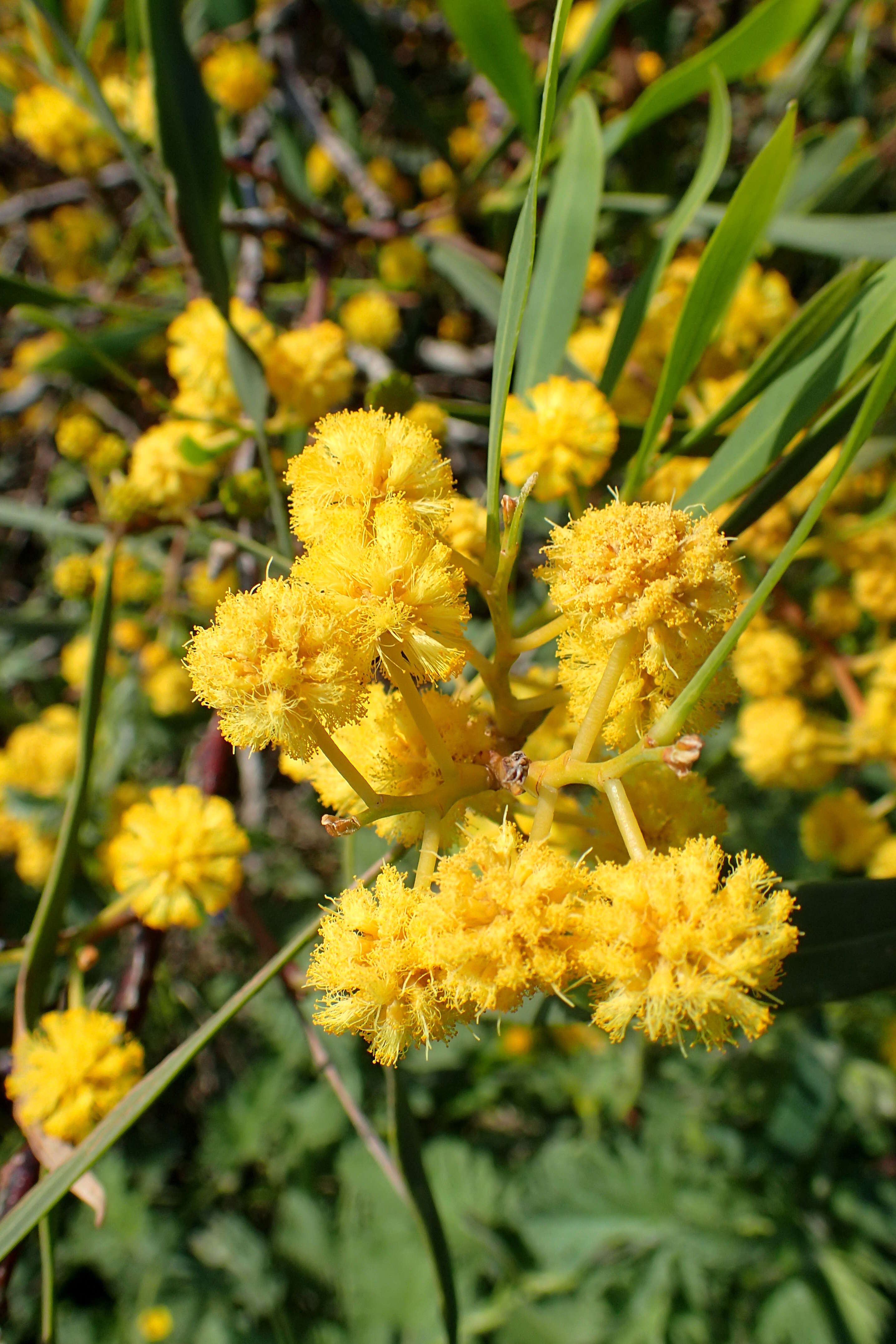 Image of orange wattle