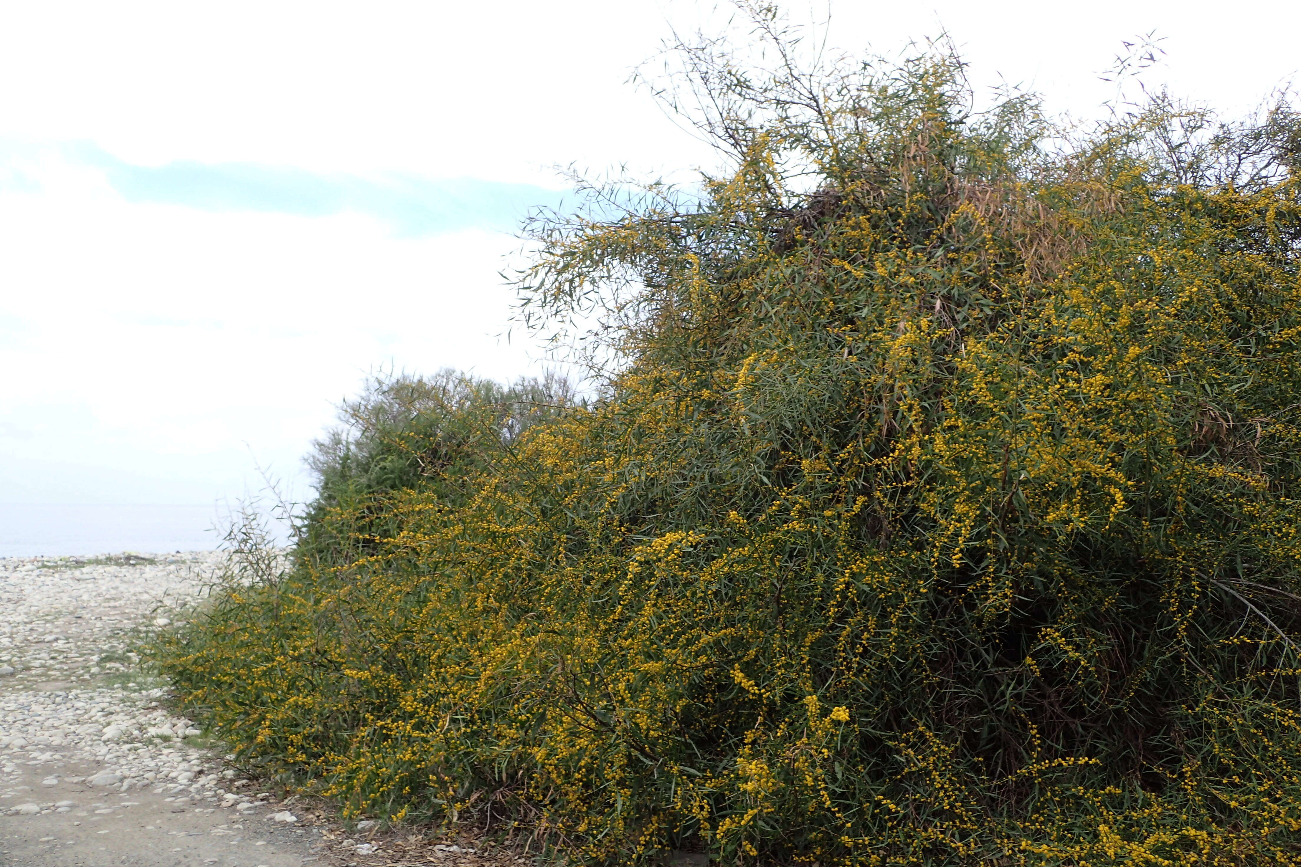 Image of orange wattle