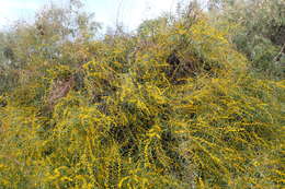 Image of orange wattle