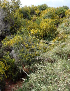 Image of orange wattle