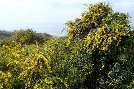 Image of orange wattle