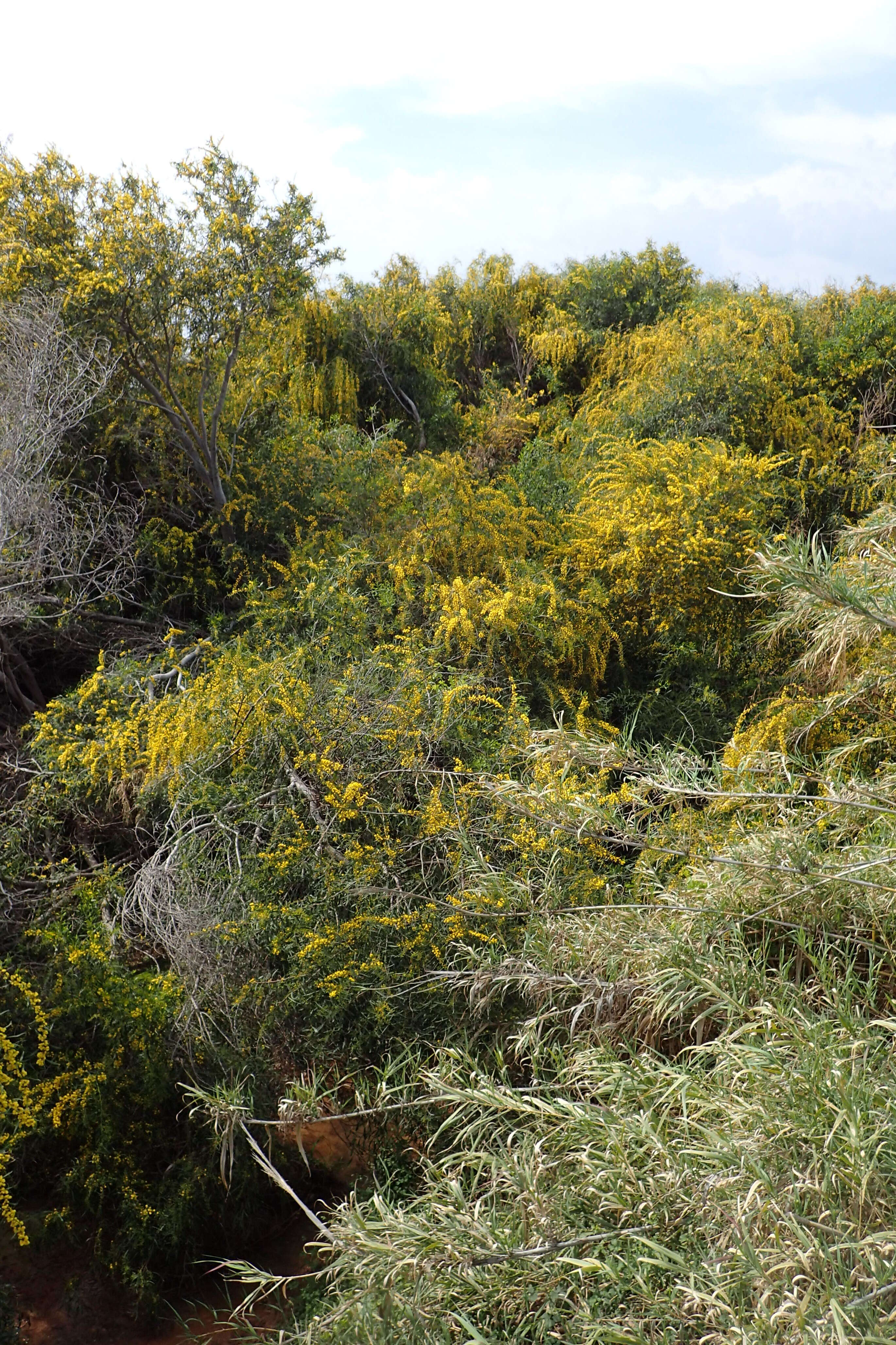 Image of orange wattle