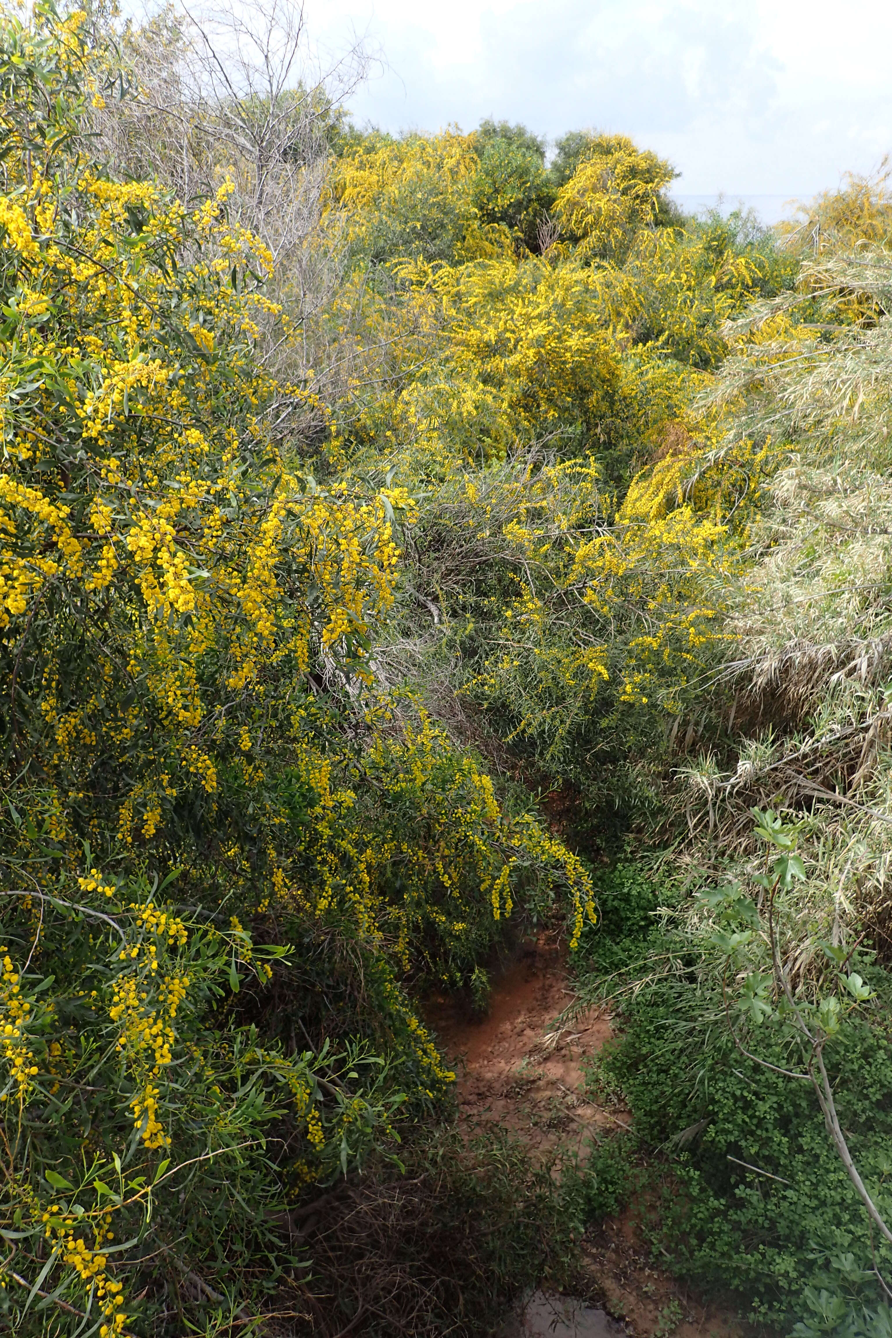 Image of orange wattle