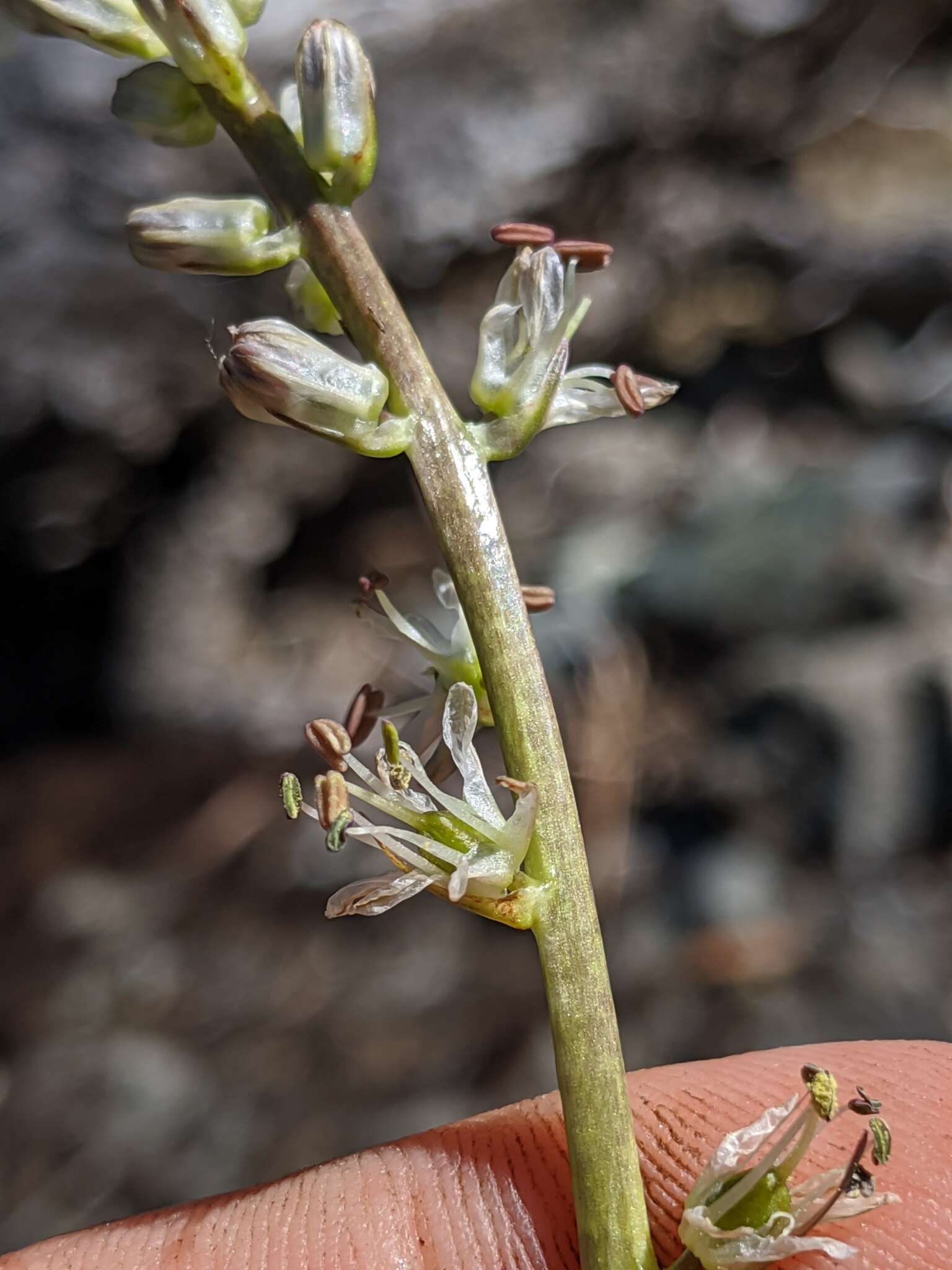 Image of Klamath rushlily