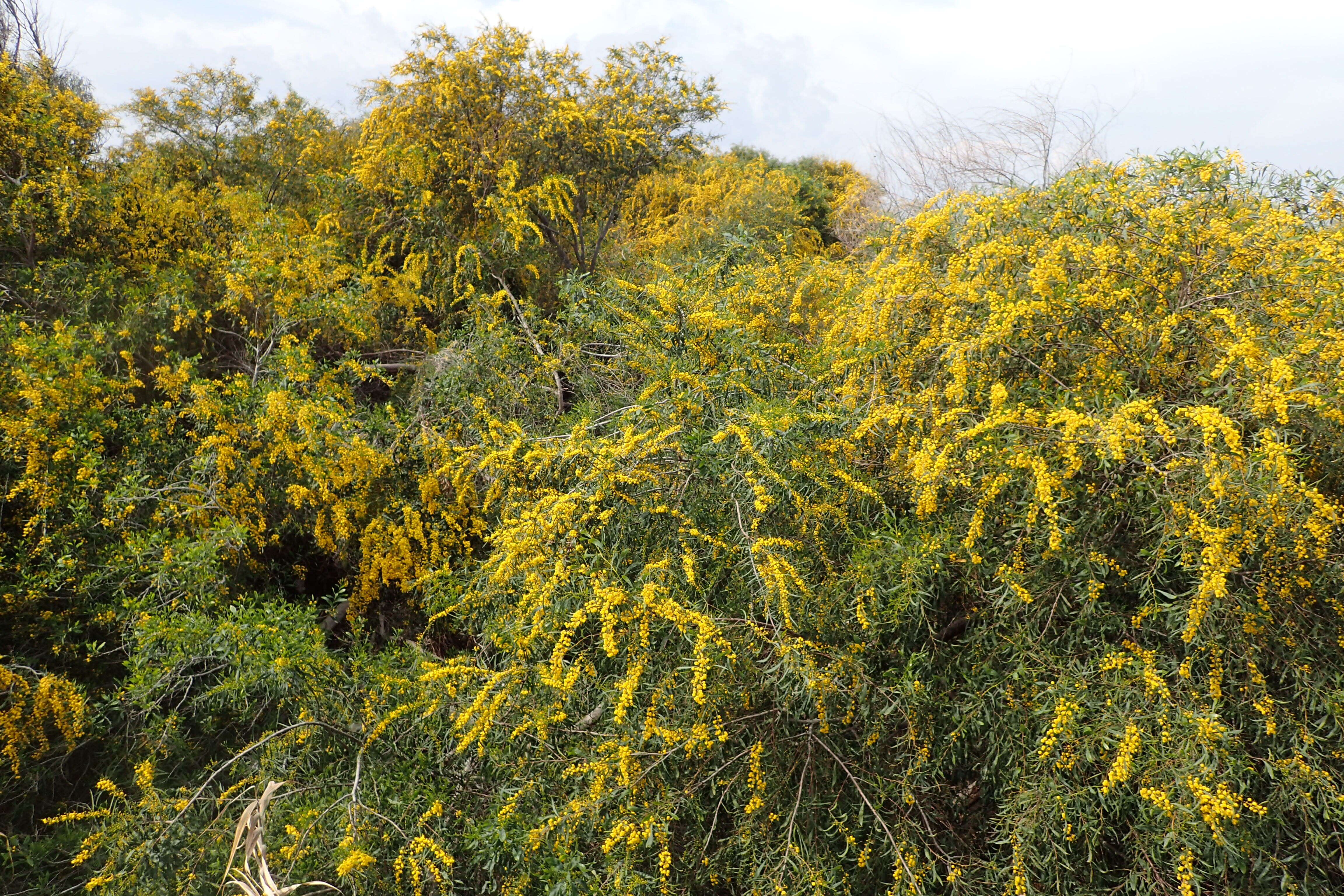 Image of orange wattle