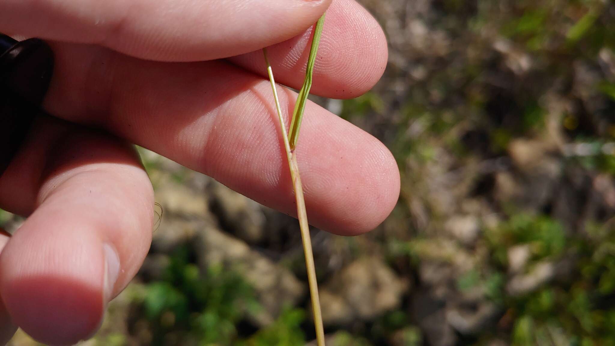 Image of Sandbar Love Grass