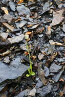 Слика од Silene uralensis subsp. uralensis