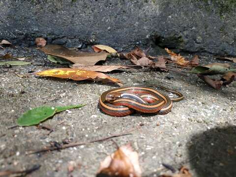 Image of Maki's Keelback