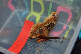 Image of Sweetbay Silk Moth