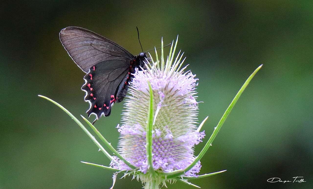 صورة Parides bunichus (Hübner 1821)