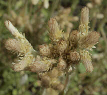 صورة Antennaria howellii subsp. neodioica (Greene) R. J. Bayer