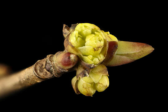 Image of northern spicebush