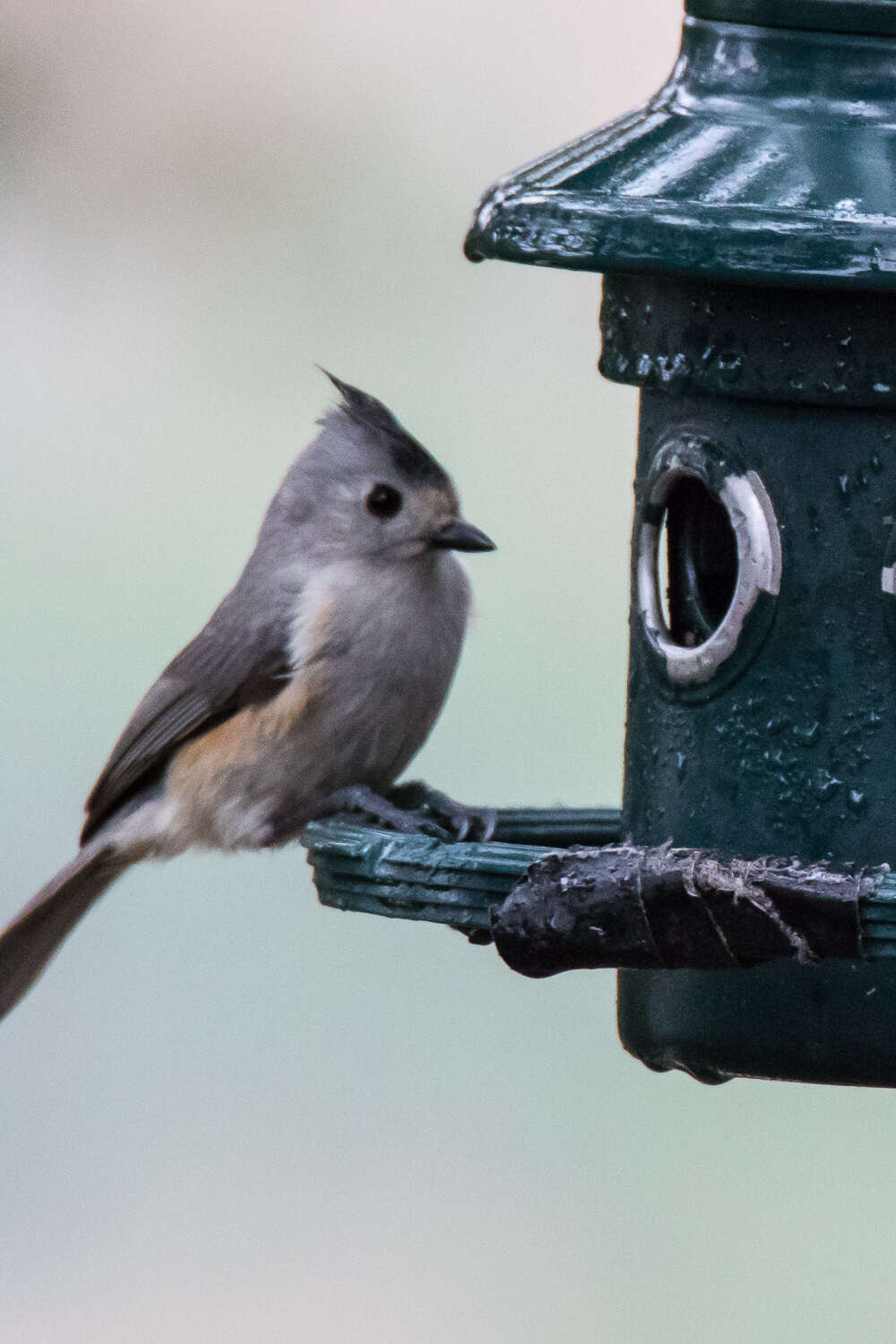 Image de Mésange à plumet noir