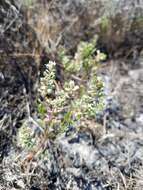 Sivun Lepidium oxycarpum Torr. & A. Gray kuva