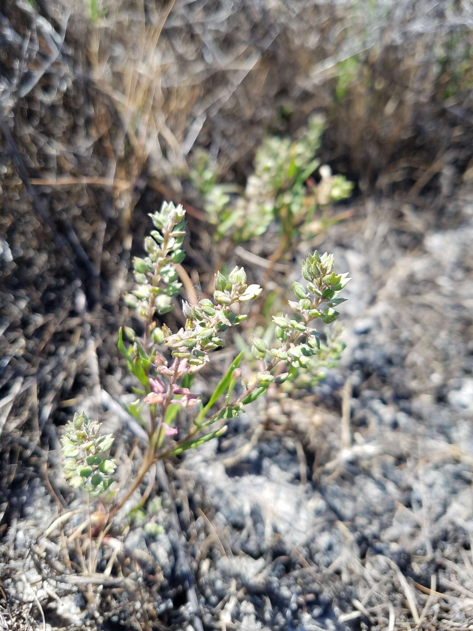 صورة Lepidium oxycarpum Torr. & A. Gray