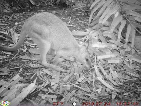 Image of Agile Wallaby