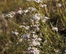 Слика од Gypsophila collina Ser.