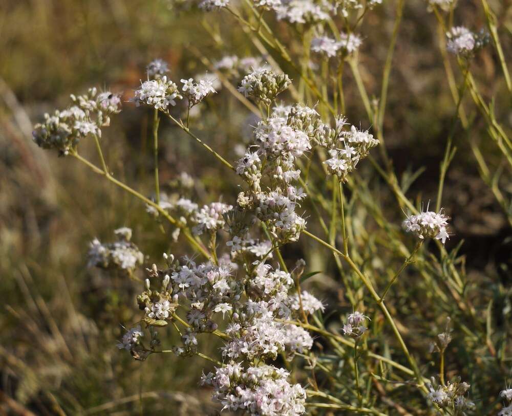 Слика од Gypsophila collina Ser.