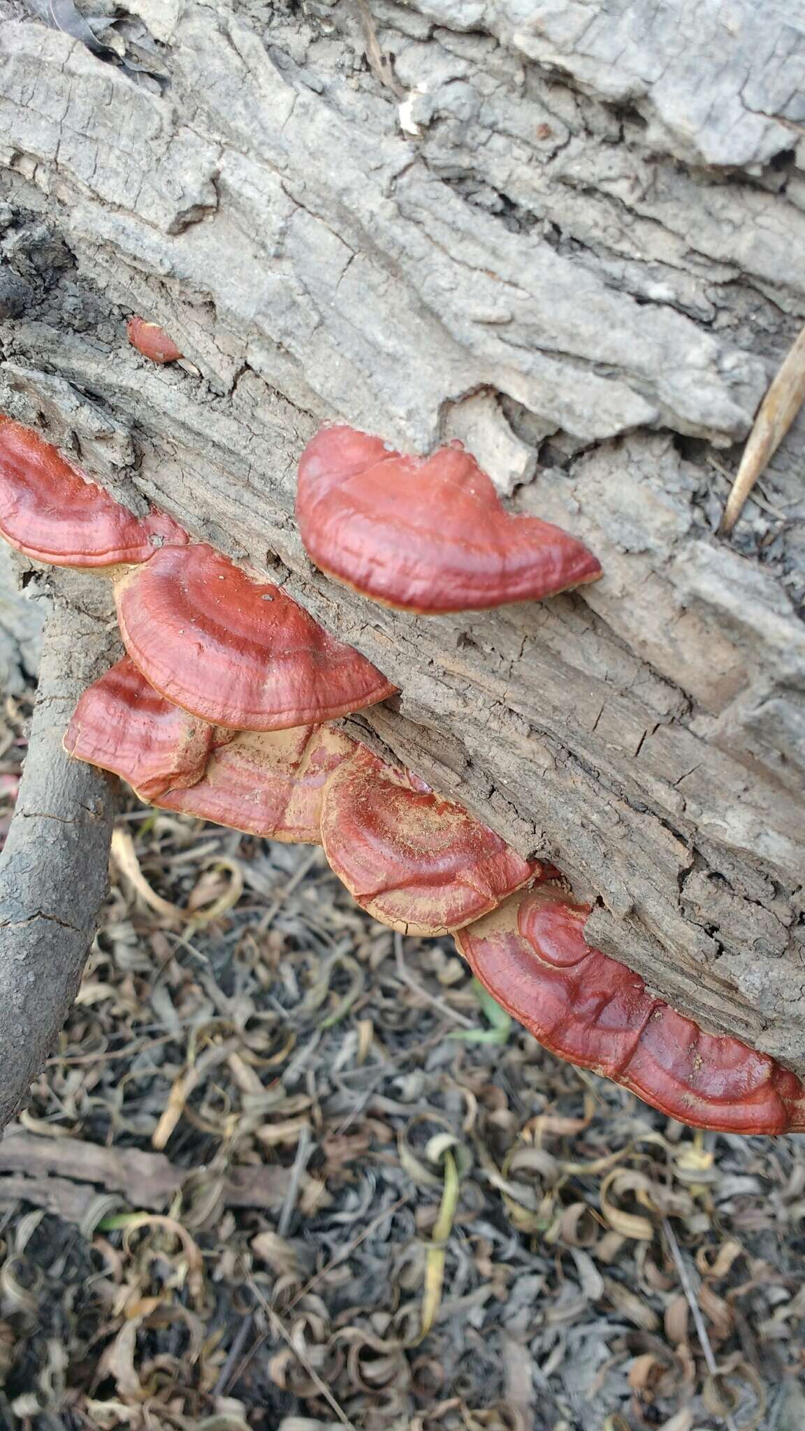 Слика од Ganoderma sessiliforme Murrill 1912