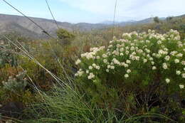 Imagem de Paranomus esterhuyseniae Levyns