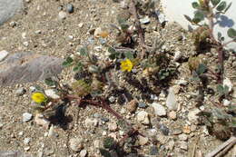 Слика од Medicago truncatula Gaertn.