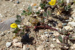 Слика од Medicago truncatula Gaertn.