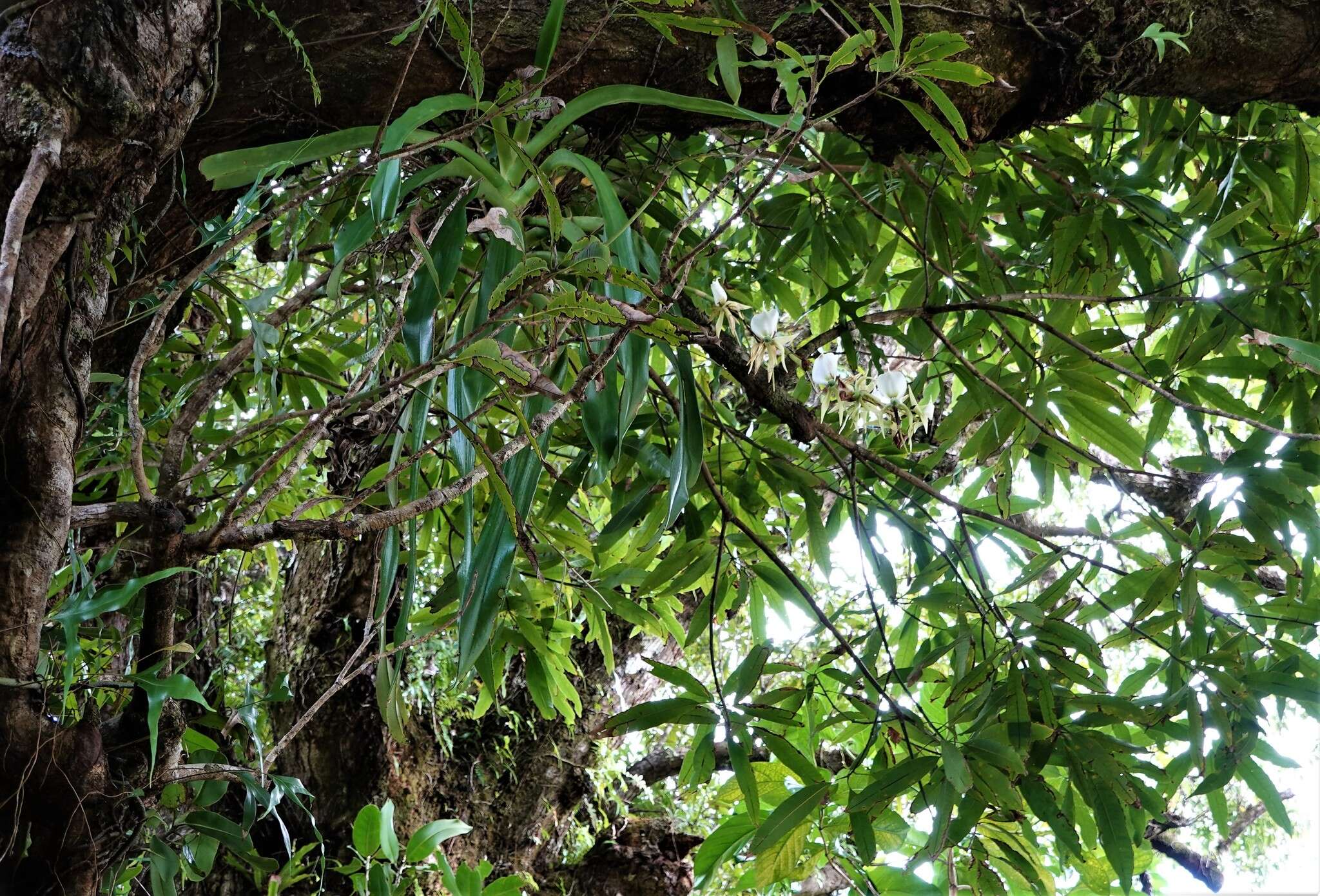 Image of Angraecum eburneum subsp. superbum (Thouars) H. Perrier