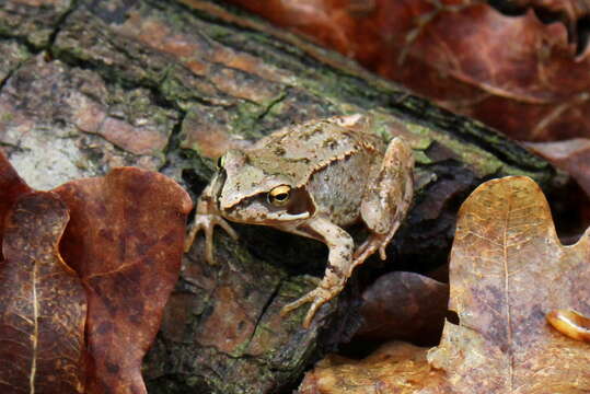 Image of Common frog