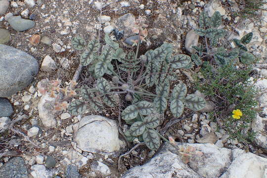 Image of Onobrychis venosa