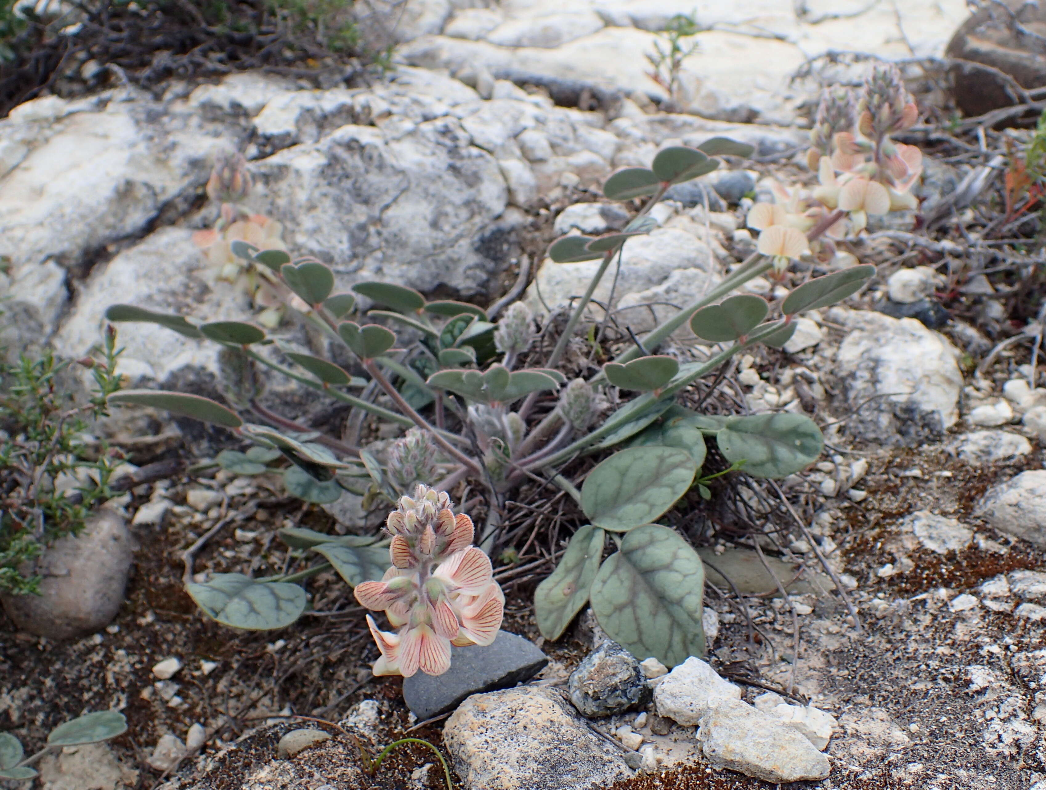 Image of Onobrychis venosa