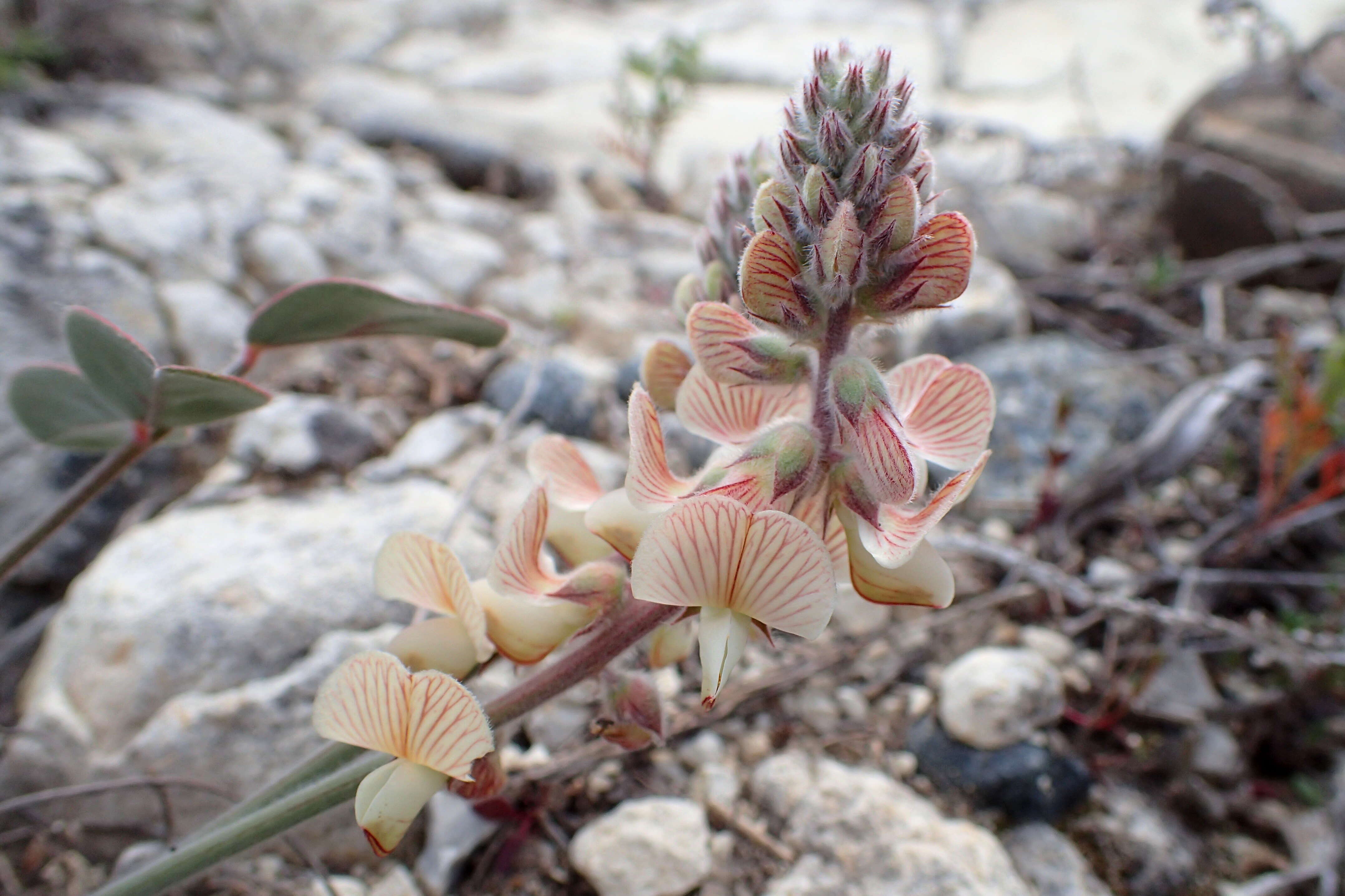 Image of Onobrychis venosa