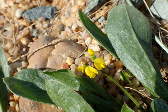 Plancia ëd Scorpiurus muricatus L.