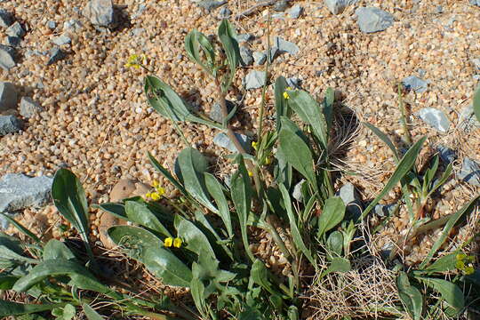 Image of prickly scorpion's-tail