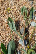 Image of prickly scorpion's-tail