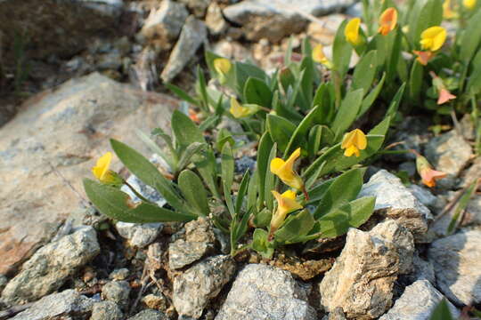 Plancia ëd Scorpiurus muricatus L.