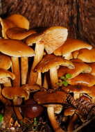 Pholiota malicola (Kauffman) A. H. Sm. 1934 resmi