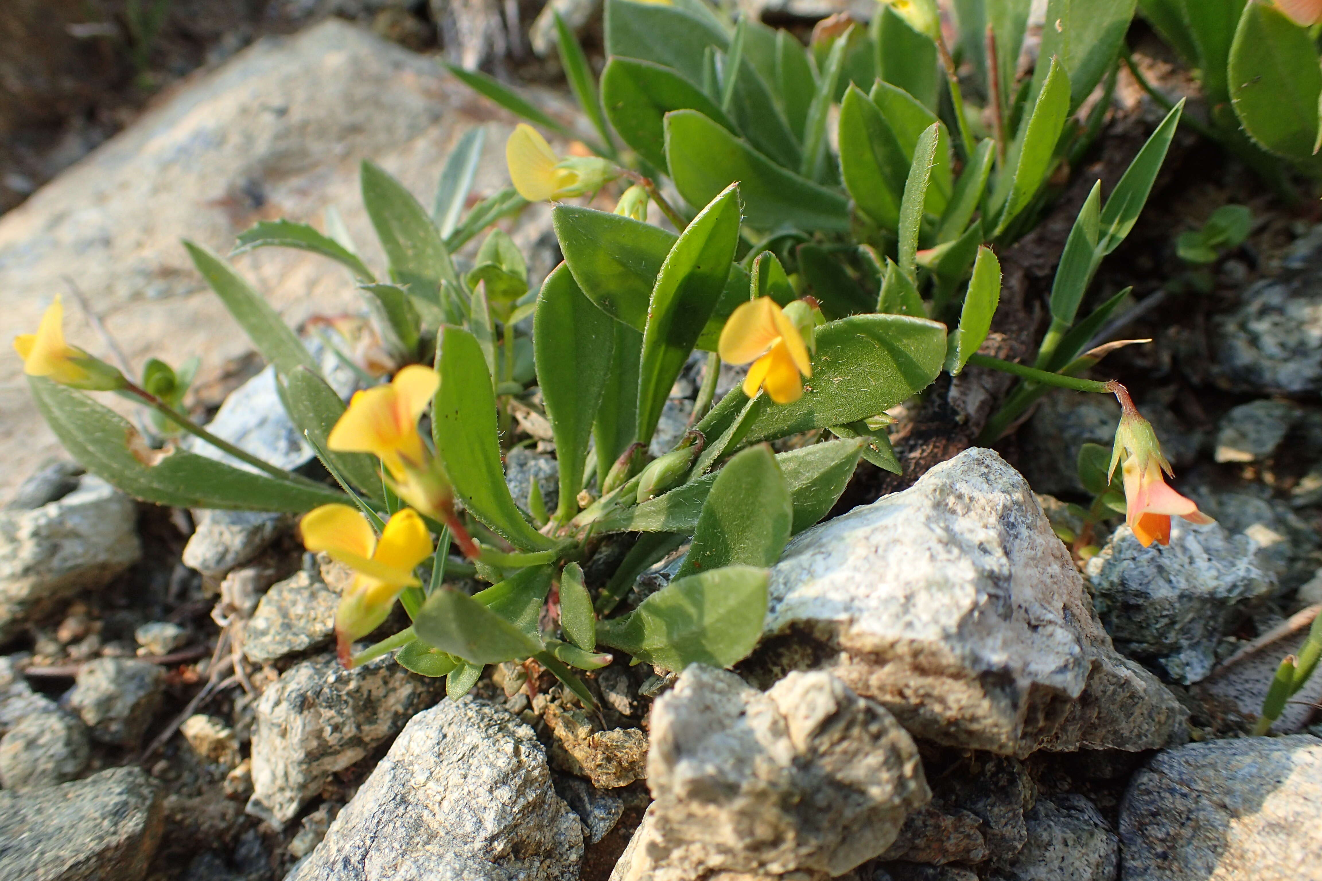 Plancia ëd Scorpiurus muricatus L.