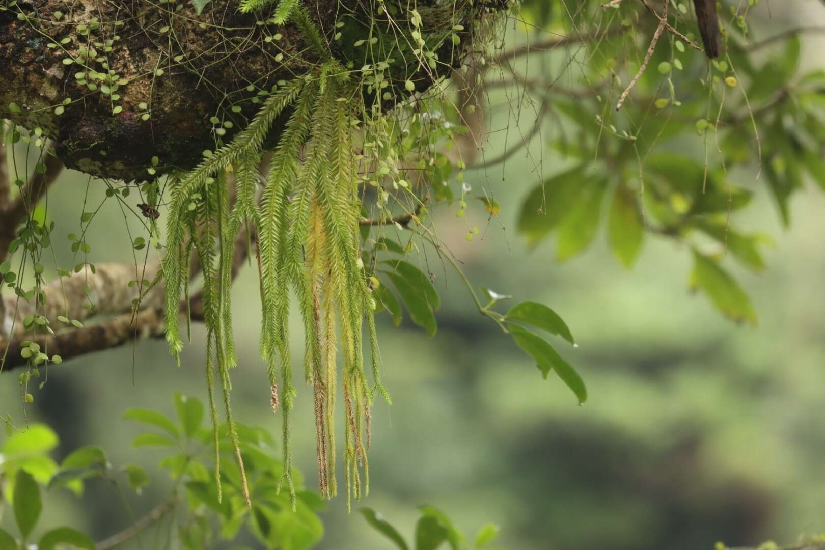 Image of Phlegmariurus cunninghamioides (Hayata) Ching