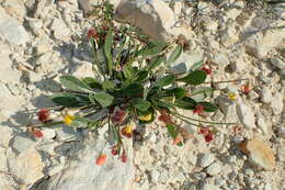 Image of prickly scorpion's-tail