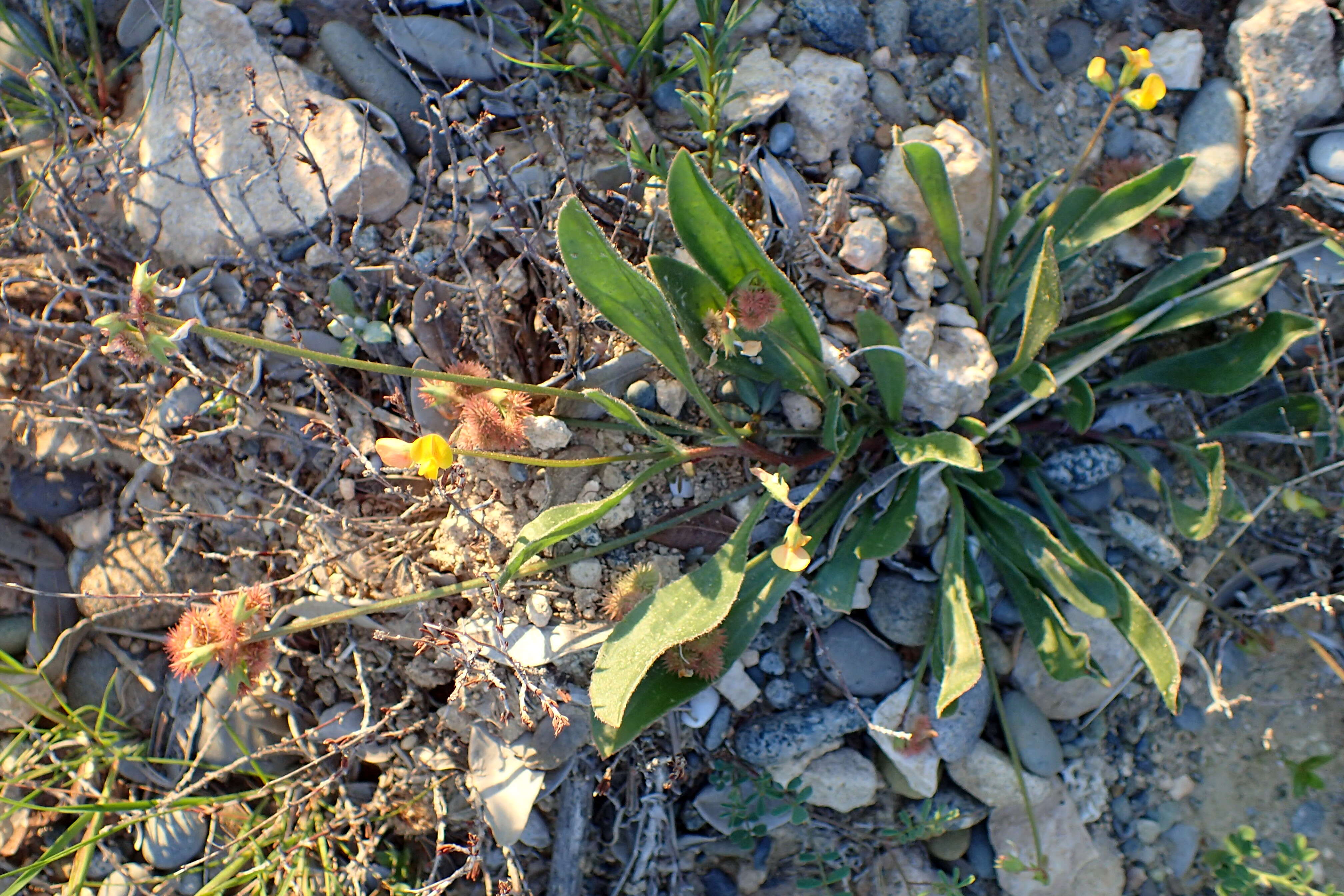 Plancia ëd Scorpiurus muricatus L.