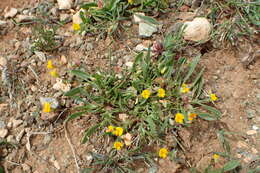 Image of prickly scorpion's-tail