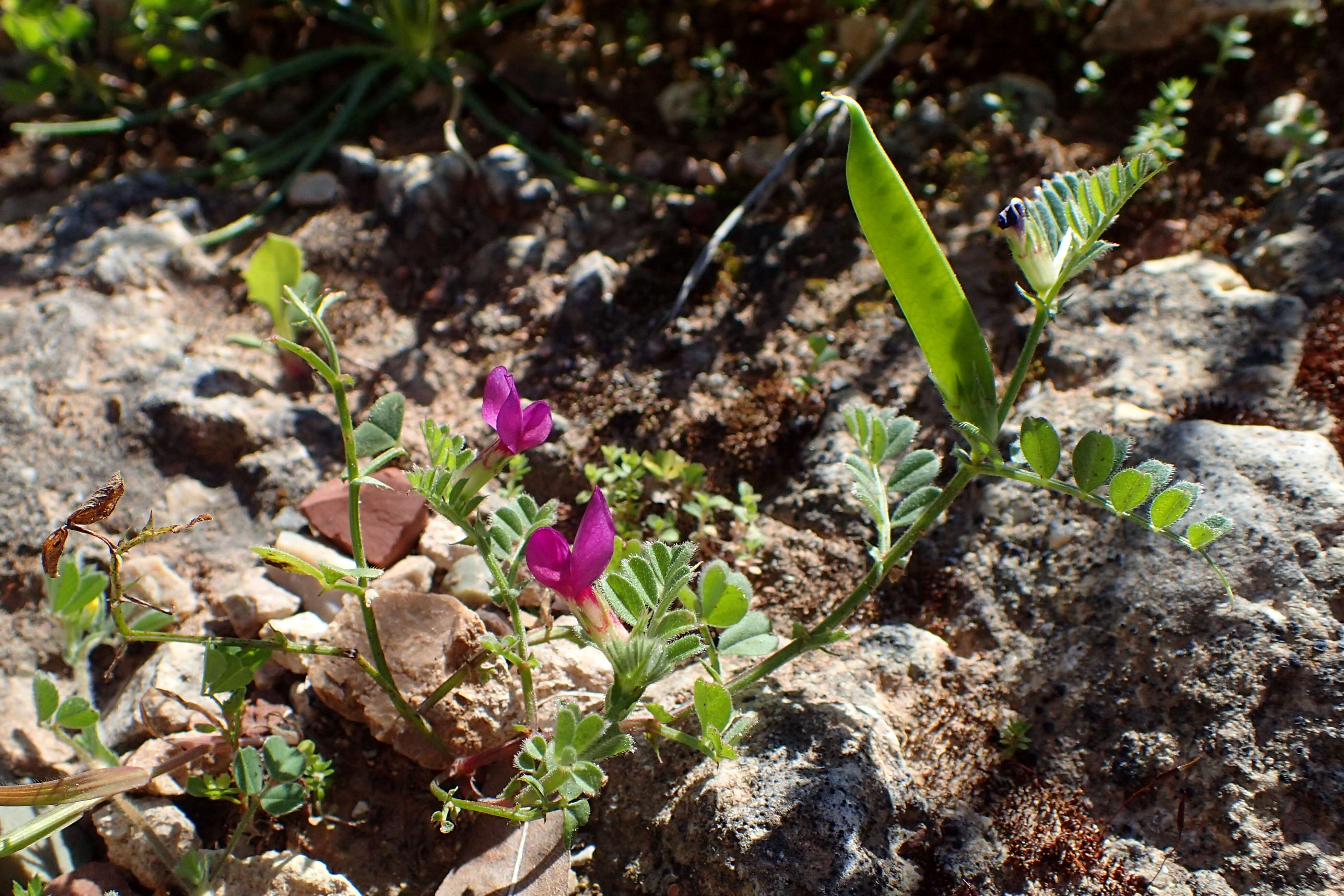 Imagem de Vicia lathyroides L.