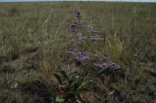 Image of <i>Limonium gmelini</i>