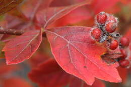 Image of fragrant sumac