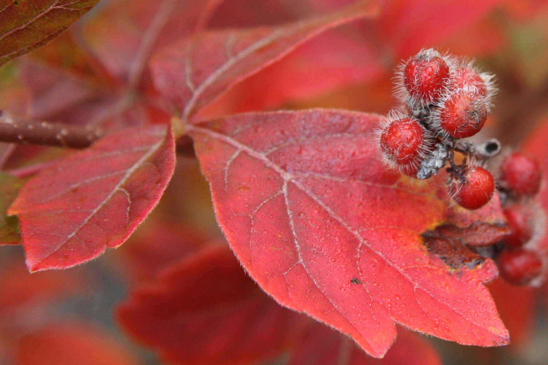 Image of fragrant sumac
