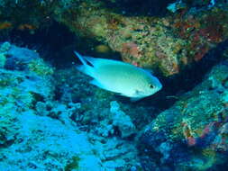 Image of Blue-green damselfish